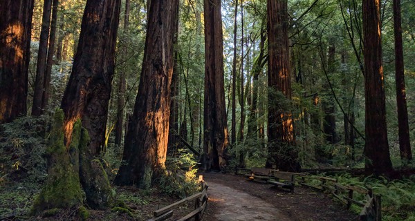 穆尔红木林+索萨利托岸上游（Muir Woods Sausalito shore excursion）