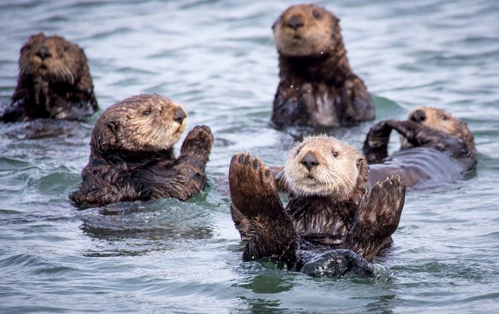 蒙特利湾海獭（Monterey Bay sea otters floating in kelp）