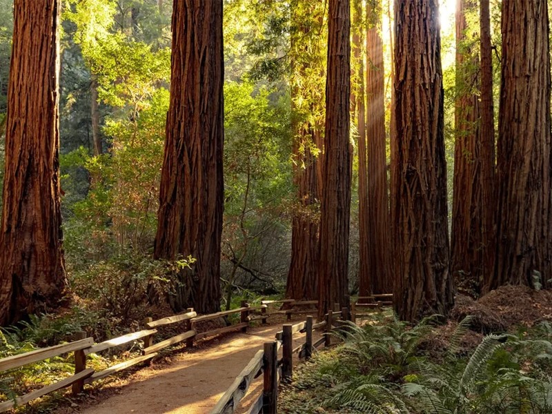 穆尔红木林阳光穿透红杉（Sunlight through Muir Woods redwood trees）
