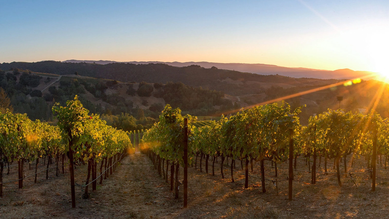 纳帕谷品酒岸上游（Napa Valley wine tasting shore excursion）